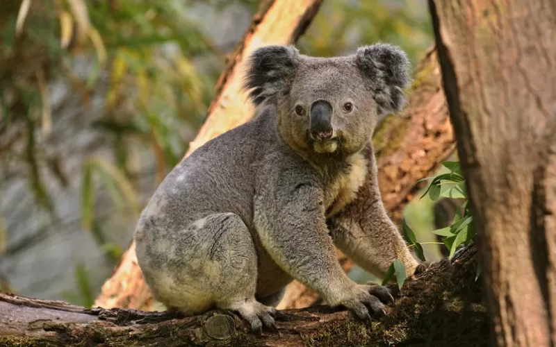 Featherdale Sydney Wildlife Park during autumn, Sydney students, January 2025, Australia