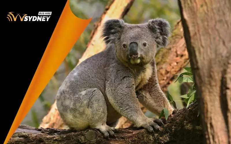 Featherdale Sydney Wildlife Park during autumn, Sydney students, Sydney autumn school trip